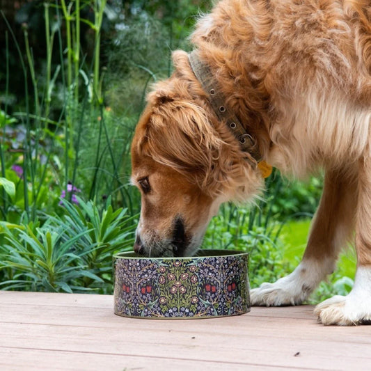 Canine Companion - Ceramic Feeding Bowl - Small